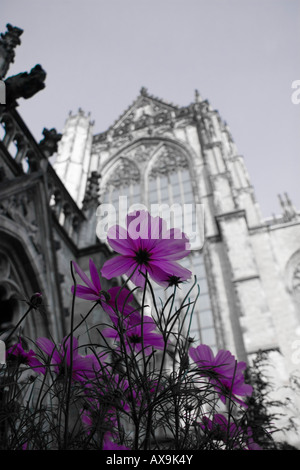 Die Dom-Kirche in Utrecht, Niederlande Stockfoto