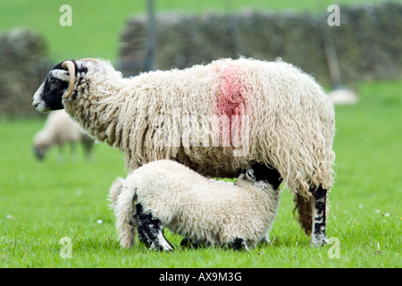 Swaledale Schafen Spanferkel ein junges Lamm Stockfoto