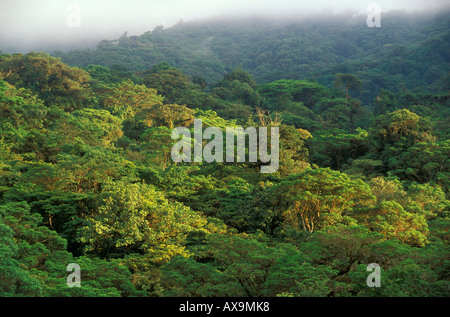 Bäume im Nebelwald Reservat, Santa Elena, Costa Rica, Mittelamerika, Amerika Stockfoto