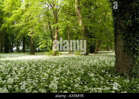 Flecken von Licht auf einen Wald Teppich "Bärlauch" Stockfoto