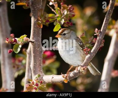 Chipping Spatz, Spizella Passerina, thront in einer angehenden Crabapple Baum, Malus. Oklahoma, USA. Stockfoto