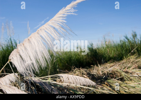 Saccharum spontaneum Stockfoto