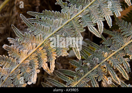 Farn oder Pteridophyta verlässt Covern in frühen Morgenstunden Frost auf die Malvern Hills Stockfoto