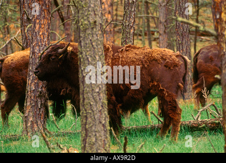 buffalo, Bison, Custer State Park, Black Hills, South Dakota, USA, Nordamerika Stockfoto