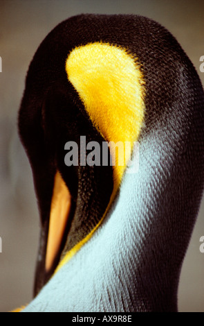 Königspinguine ausgestreckter Hals gleicht einem Schwan eingebettet. Salisbury Plain, Bucht der Inseln, Südgeorgien, sub-antarktischen Insel. Stockfoto