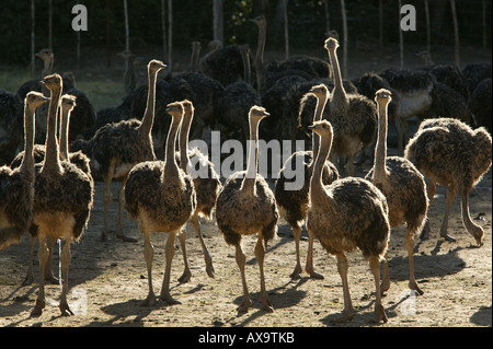 Junge Strauße auf einem Bauernhof in der Nähe von Oudtshoorn, Western Cape, Südafrika, Afrika Stockfoto