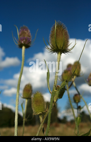 Distel gegen einen blauen Sommerhimmel. Stockfoto