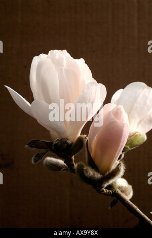 MAGNOLIA X LOEBNERI MERRILL AGM Stockfoto