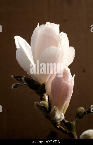 MAGNOLIA X LOEBNERI MERRILL AGM Stockfoto