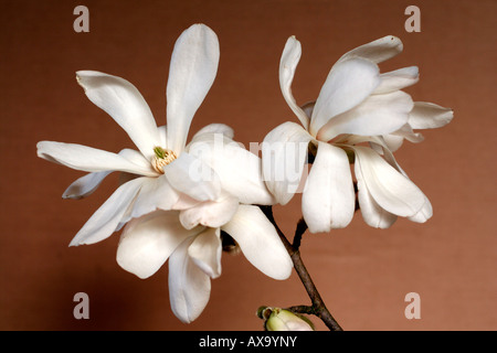 MAGNOLIA X LOEBNERI MERRILL AGM Stockfoto