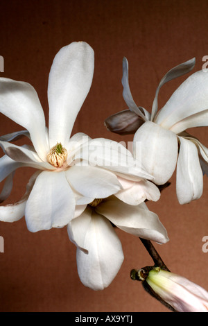 MAGNOLIA X LOEBNERI MERRILL AGM Stockfoto