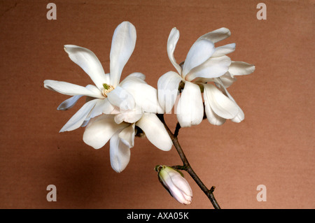 MAGNOLIA X LOEBNERI MERRILL AGM Stockfoto