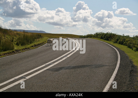 Zwei Schafe überqueren Sie eine leere Straße in Brecon Beacons Stockfoto