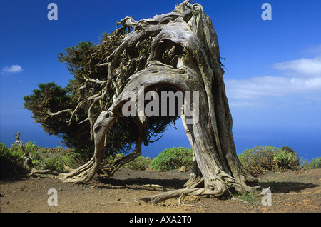 Wacholderbaum El Sabinar, El Hierro, Kanarische Inseln-Spanien, Seite 125 o.re. Stockfoto