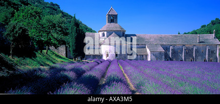 Abbaye de Sénanque, Kloster, Vaucluse, Provence Frankreich Stockfoto