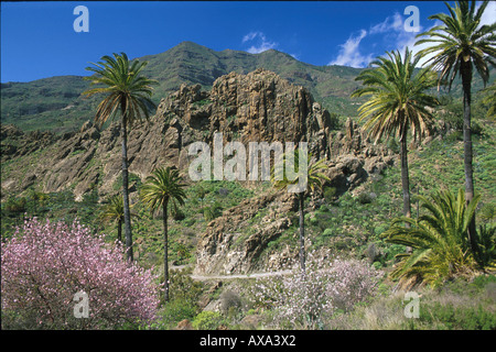 Palmen, Mandelbluete, Bei Lo del Gato La Gomera, Kanarische Inseln Stockfoto