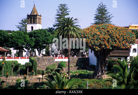 Die berühmten Drachenbaum in Icod de Los Vinos, Teneriffa, Spanien, Europa Stockfoto