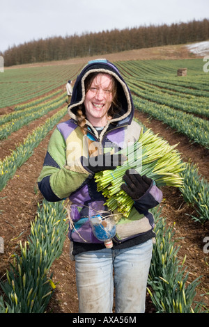 Kommerzielle Narzissen Picker, blüht Kommissionierung und Ernte Narzisse am schottischen Hof, Montrose Basin, Aberdeenshire, Schottland, Großbritannien Stockfoto