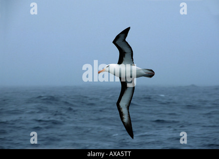 Albatros ein Sourcils Noir Mollymauk schwarz Browed Albatros Diomedea Melanophris im Flug Albatros eine Sourcils Noirs Albatros alb Stockfoto