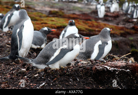 Gentoo Pinguine sitzen auf Nester mit Jungtiere Stockfoto