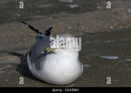 Ring-billed Möve Larus Delawarensis ausruhen am Strand neben California im Januar Stockfoto