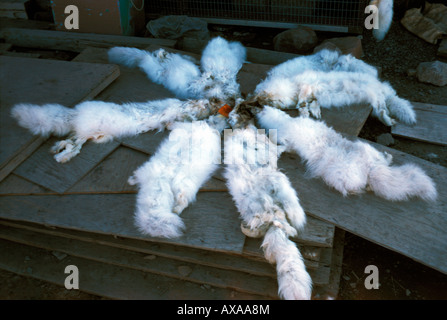 Arctic Fox Alopex lagopus  Arktis Eisfuechse Europa Europe Fuchs Fuchswelpen Fuechse Hundeartige Jungtiere Mutter und Kind Natur Stockfoto