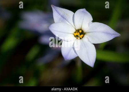 Klein, zart, lila Blume erreicht für die Sonne Stockfoto