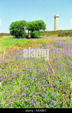 Glockenblumen am Hardy s Monument in Dorset England UK Stockfoto