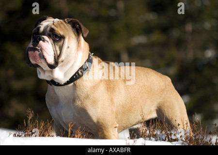 Bulldog posiert im Schnee Stockfoto