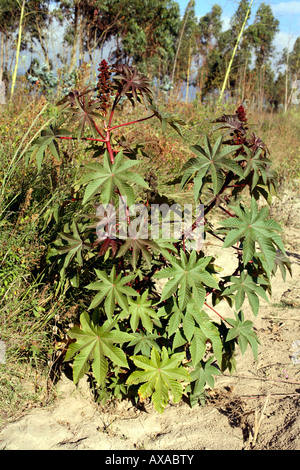 Wunderbaumes (Ricinus Communis) Stockfoto