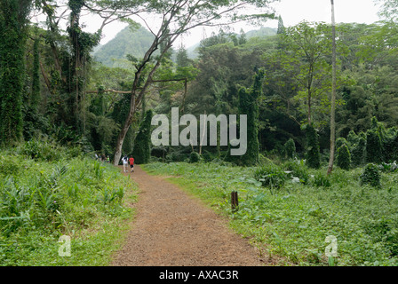 Manoa Falls trail Hawaii Oahu Waikiki Stockfoto