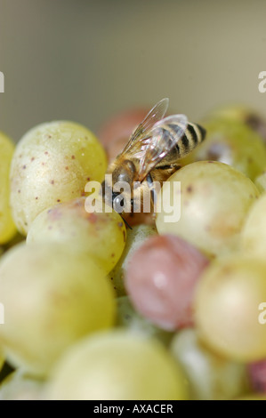 Biene auf der Traube - Collio Friaul Italia Stockfoto