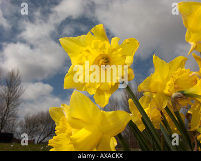 alle gelben Narzissen im Frühjahr blühen in einer Parklandschaft mit blauen bewölkten Himmel im Hintergrund Stockfoto