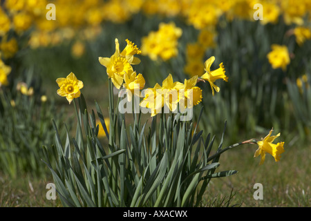 Fülle alle gelben Narzissen in voller Blüte Frühling im Park Stockfoto