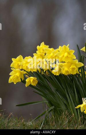 Reihe von alle gelben Narzissen im Frühjahr blühen im Park Stockfoto