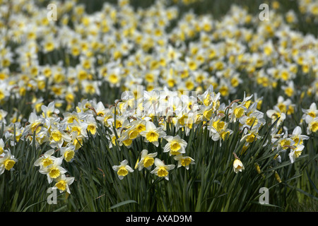 Fülle von gelben und weißen Narzissen in voller Blüte Frühling im Park Stockfoto