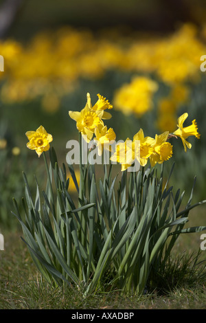 Fülle alle gelben Narzissen in voller Blüte Frühling im Park Stockfoto