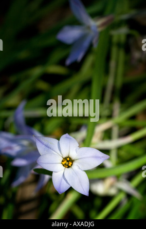 Klein, zart, lila Blume erreicht für die Sonne Stockfoto