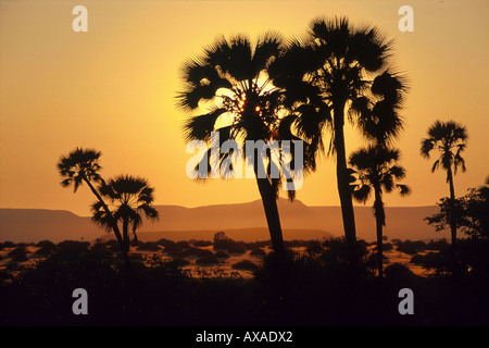 Silhouette der Palmen bei Sonnenuntergang über Damaraland, Namibia, Afrika Stockfoto