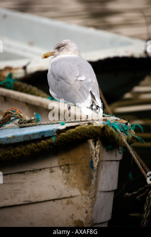 Eine Möwe sitzt auf dem Bug eines kleinen Bootes im Hafen von Polperro, South East Cornwall. Stockfoto