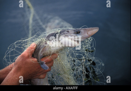 Squalus Acanthias GM 849 STACHELIGEN DORNHAI Hai getötet IN Angeln NET British Columbia Kanada Pazifik Copyright Brandon Cole Stockfoto