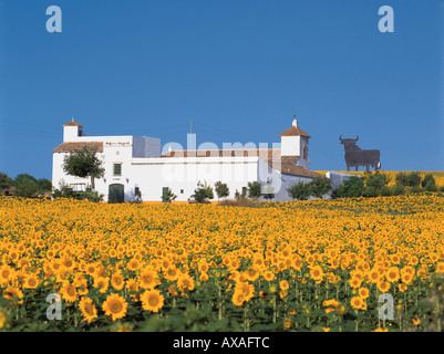Bauernhaus mit Sonnenblumenfeld, Osborne Stier, inoffizielles Nationalsymbol Spaniens Sehenswürdigkeiten Public domain seit 1994, Provin Stockfoto