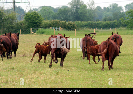 Eine Rinderherde rot Umfrage einschließlich Kälber laufen weg von der Kamera Stockfoto