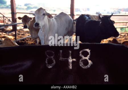 Viehzucht in einem Kibbuz-Israel Stockfoto