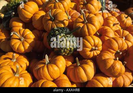 Kuerbisse, Atwater Markt, Montreal, Quebec, Canada Stockfoto