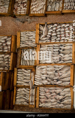 Kisten Kisten voll mit frischen nassen Fisch, Sardinen in Fischmarkt Agadir, Marokko, Stockfoto
