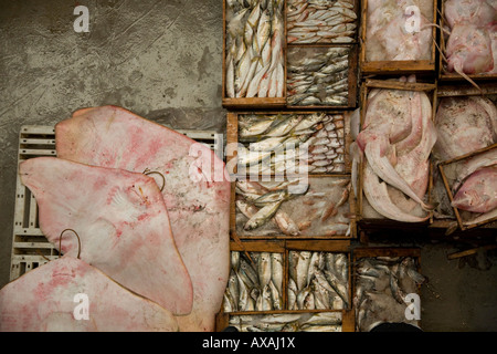 Kisten Kisten voll mit frischen nassen Fisch Fisch Markt Agadir, Marokko, Manta Ray. Raie. Poisson Frais. Stockfoto