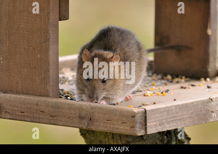 Braune Ratte Rattus Norvegicus Überfälle Gartenvogel Tabelle für Saatgut Stockfoto