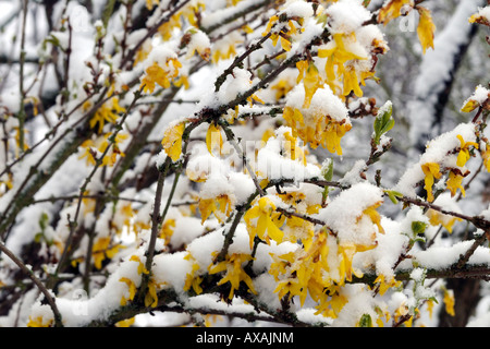 Forsythien Blüten bedeckt mit Schnee Forsythienblüten Mit Schnee bedeckt Stockfoto