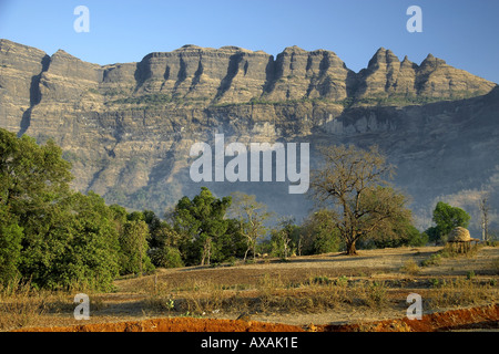 Wald unter Western Ghats Bergkette von Kalyan Nagar Straße in der Nähe von Bombay jetzt Mumbai Thana Maharashtra Indien Asien Stockfoto